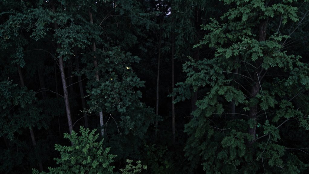 anomaly detection for rare events